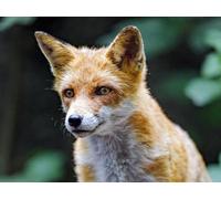 Puzzle 2000 pièces pour Adultes et Enfants à partir de 14 Ans - Renard, prédateur, Vue 70x100CM