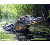 Puzzle 2000 pièces, Puzzle Impossible Adultes 99.5 x 70.5 cm, Impression Haute Définition, Jeux Éducatifs, Puzzles Bois Anti-Stress pour Toute la Famille, Décor Murale, Crocodile rivière w0-178