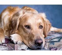 Puzzle 2000 pièces, Puzzle Impossible pour Les Tout-Petits garçons Filles 12 Ans - Chien, museau, Yeux 70x100CM