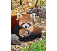 Puzzle 250 pièces : Collection Save our planet : Pandas rouges Eurographics G