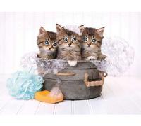 Puzzle 3 Chatons Dans Une Bassine - 500 Pieces - Clementoni - Collection Animaux - Chat