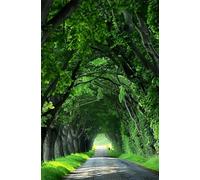 Puzzle 300 Pièces Adultes Arbres Route, Défis Amusants Parfait pour la Détente Créativité, Puzzle 300 Pieces 40 x 28 cm