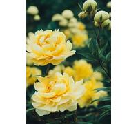 Puzzle 300 Pieces Adultes Fleurs Jaunes 40 x 28 cm Puzzle Adulte Jeu éducatif défi Jouet Puzzle Impossible 300 Pièces Puzzles