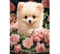 Puzzle 300 pièces : Chiot de Poméranie premium dans les roses Castorland G
