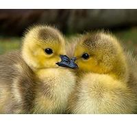 Puzzle 300 pièces en Papier, Motif Petit Canard Jaune, pour Adultes, 38 x 26 cm