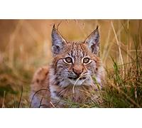 Puzzle 300 pièces pour Adultes et Enfants, Lynx, Jeu éducatif Stimulant pour Adultes, pour la Maison ou Le Voyage, Taille 38 x 26 cm