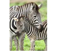 Puzzle 300 pièces XXL Ravensburger - Mes zèbres préférés - Animaux - Enfant - Intérieur