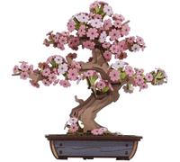 Puzzle 3D en Bois Bonsaï, kit de modèle en pin à Construire soi-même pour Adultes, créez Votre Propre kit de Construction en Bois