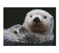 Ravensburger Puzzle - Mignon Petite Loutre - Puzzle de 500 pièces