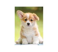 Puzzle 500 pièces : Adorable corgi