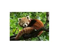 Puzzle 500 pièces : Adorable Panda roux