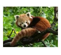 Puzzle 500 pièces : Adorable Panda roux G