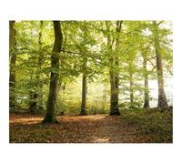 Puzzle 500 Pièces,Bricolage Moderne Art Mural Cadeau-forêts,Arbre,lumière du Soleil 52x38cm