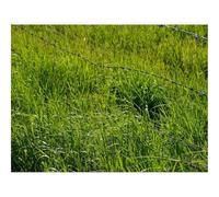 Puzzle 500 Pièces,Bricolage Moderne Art Mural Cadeau-Herbe,Verdure,Plantes,Fil barbelé,clôture 52x38cm