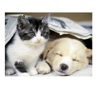 Puzzle 500 pieces - chien et chat : reveile toi - animaux - enfant / adulte G