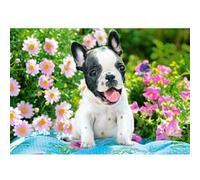 CASTORLAND Bouledogue français chiot Puzzle 500 pièces