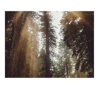 Puzzle 500 Pièces, Développe Réflexion et Dextérité-forêts,Arbres,lumière du Soleil 52x38cm