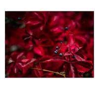 Puzzle 500 Pièces - Encastrement Parfait-Baie,Feuilles,Rouge,Veines,Automne 52x38cm
