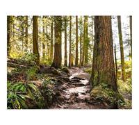 Puzzle 500 Pièces - Encastrement Parfait-forêts,Chemin,Arbres 52x38cm