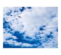 Puzzle 500 Pièces - Jeu De Patience et de Réflexion-Oiseau,Ciel,Nuages 52x38cm