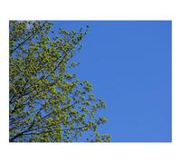 Puzzle 500 Pièces,Le Cadeau Parfait pour La Famille et Les Amis -Arbre,Branches,Ciel,Printemps,minimalisme 52x38cm