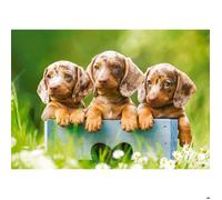Puzzle 500 pièces : Mignons teckels