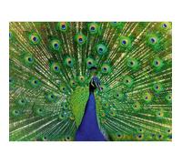 Puzzle - RAVENSBURGER - Paon - 500 pièces - 49x36 cm - Pour adultes à partir de 10 ans