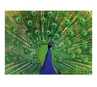 Puzzle - RAVENSBURGER - Paon - 500 pièces - 49x36 cm - Pour adultes à partir de 10 ans