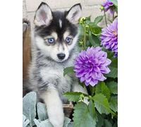 Puzzle 500 Pièces Pièces Xxl - Husky