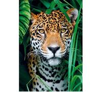 Puzzle 500 pièces + poster : Jaguar dans la jungle