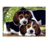 Puzzle 500 pièces + poster : Rapprochés Clementoni G