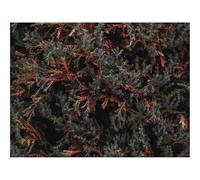 Puzzle 500 Pièces - Puzzle de Qualité SupéRieure-Buisson,Feuillage,Arbre 52x38cm
