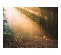 Puzzle 500 Pièces - Puzzle de Qualité SupéRieure-forêts,Arbres,lumière du Soleil 52x38cm