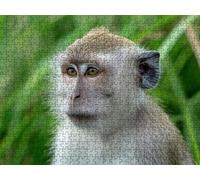 Puzzle 5000 Pieces Adultes,Puzzle Animaux Macaques Artistique Puzzles, Familial Loisirs Créatifs Adultes, Jigsaw Bois de Qualité Supérieure, pour Jeu éducatif Défi Jouets R4KH-620