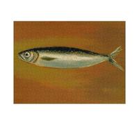 Puzzle 52x38cm/1000pcs pour Adolescents Sardine Puzzles pour Adultes Jouets À Faire Soi-même Vacances À La Maison Passer Le Temps Interaction Parent-Enfant 52x38cm/1000pcs