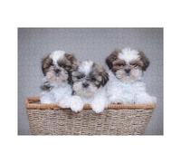 Puzzle 52x38cm/1000pcs Shih Tzu Puppies Puzzles pour Adolescents : Jeux Pratiques D'analyse Et De Logique, Parfaits comme Cadeaux pour Toute La Famille 52x38cm/1000pcs
