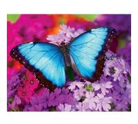 Puzzle 550 Pièces : Iridescence