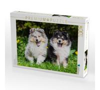 Puzzle · 7 Wochen alte Welpen | Collies · Zwei entzückende Brüder · 1000 pièces · Format assemblé 64 × 48 cm · CALVENDO Puzzle