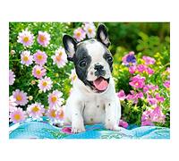 Puzzle 70 pièces French Bulldog Puppy