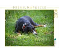 Puzzle · À l'affût | Chien de berger d'Entlebuch · 2000 pièces · Format assemblé 90 × 67 cm · CALVENDO Puzzle