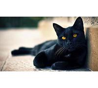 Puzzle à Motif de Chat Noir, Puzzle pour Adultes, Puzzle en Papier, Puzzle de 1000 pièces pour Adultes 50 x 70 cm
