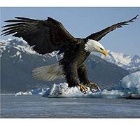 Puzzle Adulte 100 pièces Papery Puzzles Adler Tier, Aigle Volant Puzzle Enfant Art DIY Jeu décontracté Jouets intéressants Convient aux Amis de la Famille 45,5 x 35,5 cm