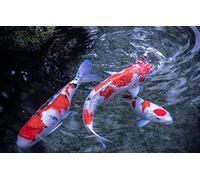Puzzle Adulte 100 pièces Poisson Carpe Koï 45,5 x 35,5 cm
