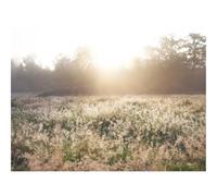 Puzzle Adulte 1000 Pièces,Activité Anti-Stress-Champ,Herbe,lumière du Soleil,Matin,Aube,Nature 70x50cm