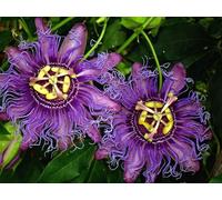 Puzzle Adulte 1000 Pièces - Aide à la Relaxation-Passiflore, Fleurs, ondulées 70x50cm