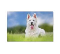 Puzzle Adulte 1000 Pièces，Chien de Berger Blanc Suisse，Puzzle Classique Jouet Jeu De Puzzle Unique Décorations pour La Maison Et Cadeaux Puzzle pour Enfants Et Adultes（38x26cm）-220
