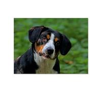 Puzzle Adulte 1000 Pièces，Chiens de Berger d'Entlebuch，Artisanat Cadeau Famille Puzzle Classique 3D Puzzle Jouet en Papier Cadeau Unique Décoration Intérieure（38x26cm）-AY86