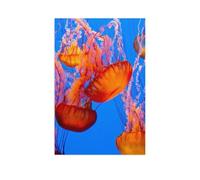 Puzzle Adulte 1000 Pièces，des méduses orangées spectaculaires，Intellectuel Décompression Jouet Amusant Jeu De Famille pour Adultes Et Enfants（38x26cm）-AR61