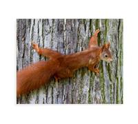 Puzzle Adulte 1000 Pièces，Écureuil，Puzzle en Papier, Puzzle De Jouet De Jeu De Loisirs（38x26cm）-BB11