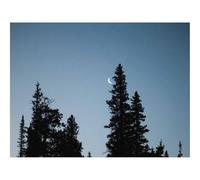 Puzzle Adulte 1000 Pièces,Jeu De Société-Lune,Épicéa,Soir,Arbres 70x50cm